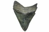 Serrated, Fossil Megalodon Tooth - South Carolina #362453-1